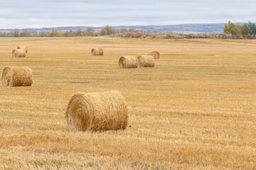 Beautiful landscape, agricultural field after harvesting with yellow stubbles and round bales along the colorful autumn trees in the horizon, cloudy blue sky.
