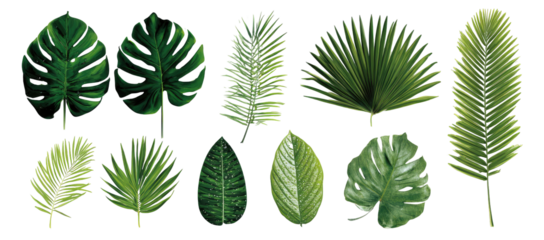 Collection of various tropical leaves