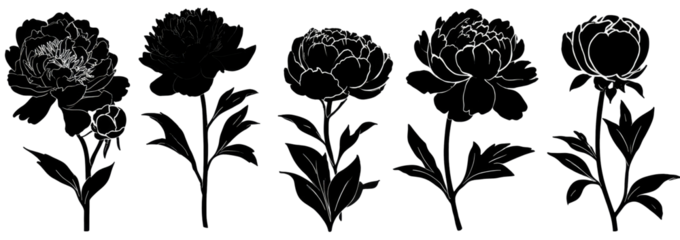 Grayscale line drawings of peonies, showing a progression of detail