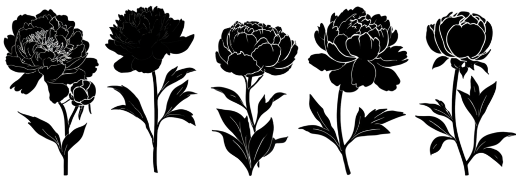 Grayscale line drawings of peonies, showing a progression of detail