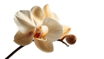 Close-up of a light beige orchid with a hint of peach.  The delicate petals are in sharp focus, showcasing their texture. A bud is visible on the stem