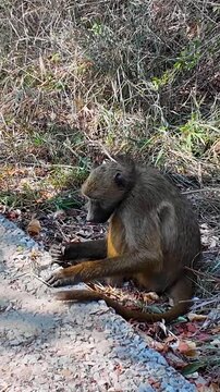 Baboon At Livingstone In Northern Rhodesia Zambia. African Animals Landscape. Wild Animals. Livingstone At Northern Rhodesia Zambia. Sanctuary Scenery. Scenic Wild Life.