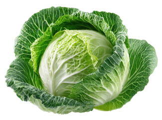 Fototapeta premium Close-up of a head of fresh cabbage. Bright green leaves tightly encircle a pale-green, round core