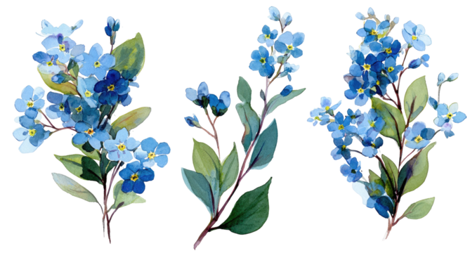 Three detailed illustrations of forget-me-nots.  Each cluster of flowers and foliage is rendered in vibrant blue, with muted green leaves.  Botanical, artistic, and detailed