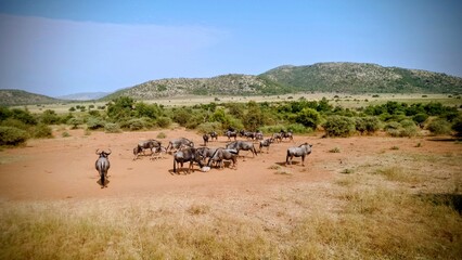 Obraz premium African Wildebeest Herd Grazing on Savanna Landscape
