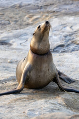 California Sea Lion with Net Entanglement at La Jolla Cove (San Diego, California)