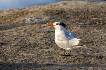 Royal Tern Standing on Sandy Shore at Golden Hour