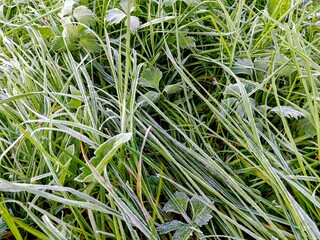 Green grass with hoarfrost on a cold autumn morning. Close-up.