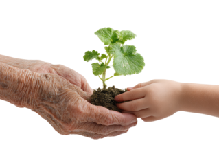Elderly hands holding seedling, child's hand touching