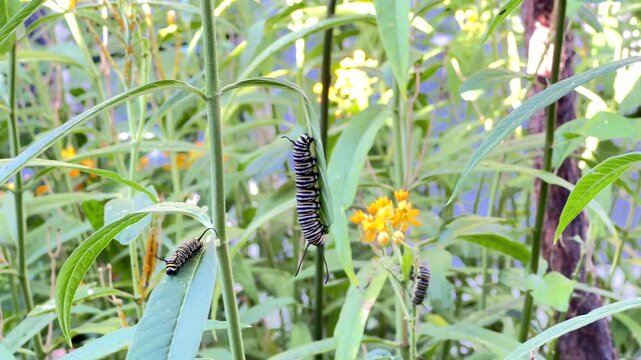 4K HD Video of monarch butterfly caterpillars on milkweed plants eating leaves