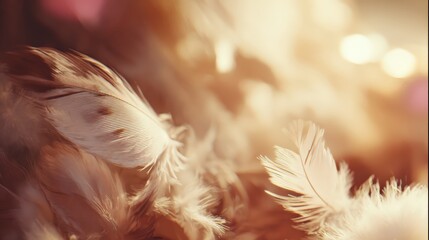 Obraz premium Soft fluffy natural feathers in warm ambient light for tranquil backgrounds