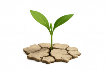 Green seedling breaking dry cracked earth, symbolizing new life, growth, hope, and survival in drought or climate change