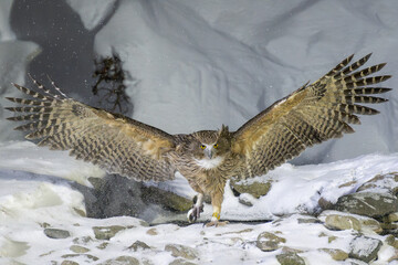 シマフクロウ / Blakiston's fish owl in snowy Hokkaido