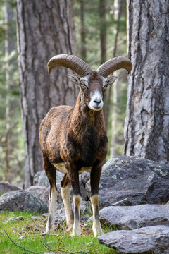 Mouflon europ&eacute;en
