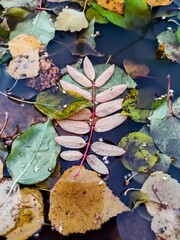 Autumn leaves floating in the water. Colorful autumn leaves floating in the water.