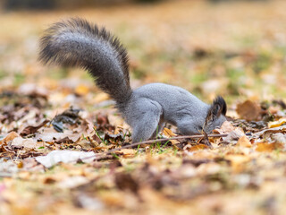 Autumn squirrel sits on green grass with yellow fallen leaves covered with first snow. Eurasian red squirrel, Sciurus vulgaris