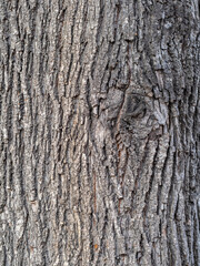 Bark texture and background of a old tree trunk. Detailed bark texture.
