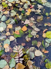 Colorful autumn leaves floating in the water of a small lake.