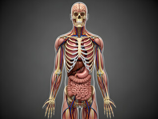 This detailed medical illustration depicts the human anatomy, including the skeletal structure, internal organs, and muscular system