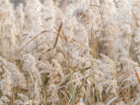 Yellow autumn fluffy feather grass with seeds on curved stems in light wind. Hello autumn concept. Natural background with copy space