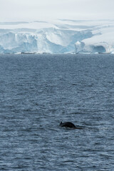 Impression of the Scenery near Anvers Island, on the Antarctic Peninsula. A diving humpback whale...