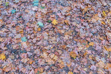 Orange and yellow fallen leaves in the sunlight.