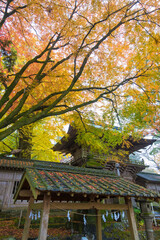 寺の紅葉（大分県竹田市）