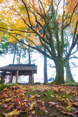 寺の紅葉（大分県竹田市）