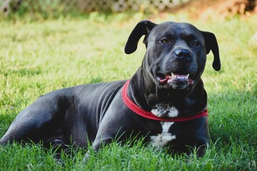 Dog with Red Harness Resting on Green Grass - Animal Outdoors