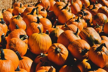 Bright Autumn Pumpkins Harvest Pile in Sunlight