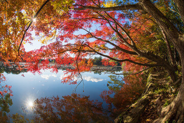 紅葉と池（大分県中津市薦神社）