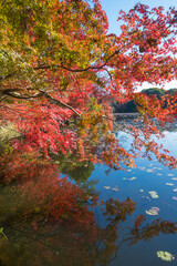 紅葉と池（大分県中津市薦神社）