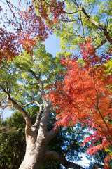 神社の紅葉（大分県中津市薦神社）