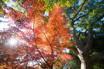 神社の紅葉（大分県中津市薦神社）
