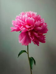 A large, stylized pink flower with finely textured petals and yellow stamens against a muted grey-blue background