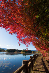 紅葉と池（大分県中津市薦神社）