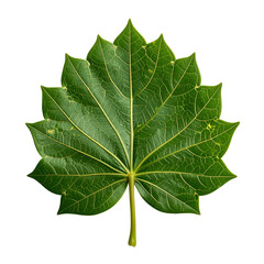 Intricate green leaf with lobed edges on a black background.