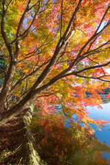 紅葉と池（大分県中津市薦神社）