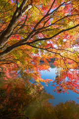 紅葉と池（大分県中津市薦神社）
