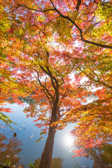 紅葉と池（大分県中津市薦神社）