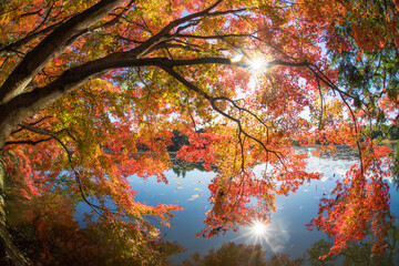 紅葉と池（大分県中津市薦神社）