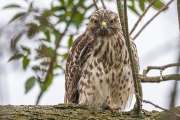 Red-tailed hawk perched in a tree.