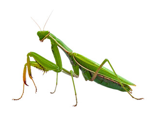 Isolated Green Praying Mantis Insect, Sharp Claws, Long Limbs, and Antennae on Plain Backdrop