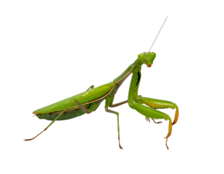Isolated Green Praying Mantis Insect, Sharp Claws, Long Limbs, and Antennae on Plain Backdrop