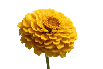 Close-up of a vibrant yellow zinnia flower, petals layered in a circular pattern