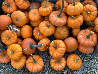 A top-down, high-angle view of a wooden crate overflowing with a dense arrangement of small, bright orange pumpkins and gourds, showcasing the textures of the harvest season.