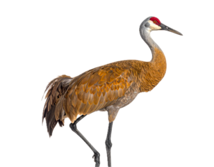 Isolated Sandhill Crane poses while standing, wild animal with long legs and neck