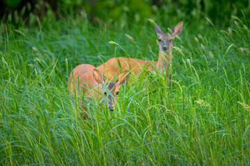 Two White-tailed Deer standing in tall grass looking at camera