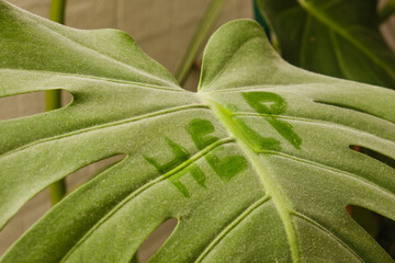 A dusty sheet of Mostera with the inscription 