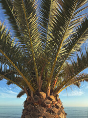 Palm tree with blue sky background